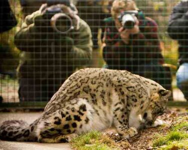 The Shampooed Arctic Fox and Other Photo Fakes Image